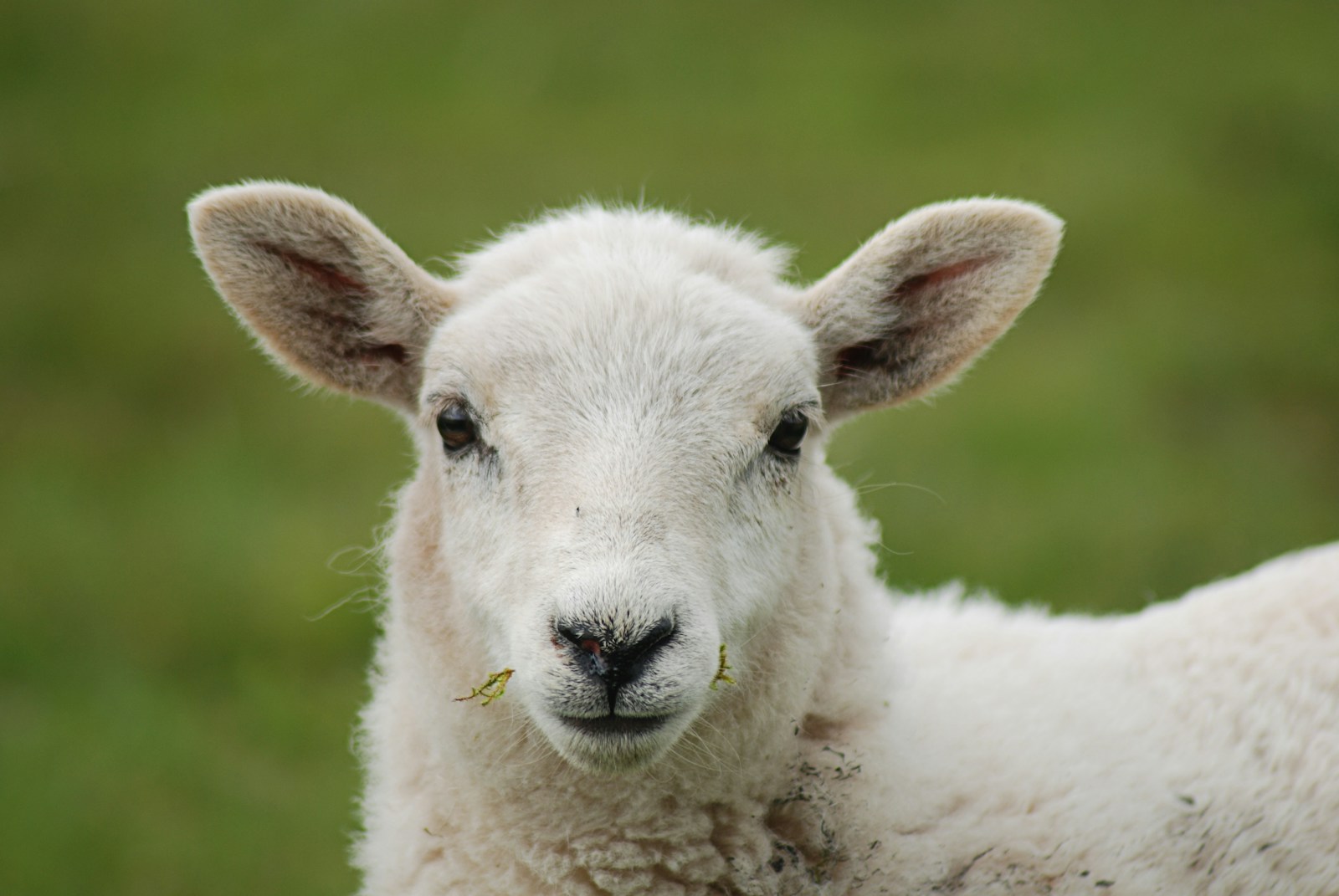 Photo by Monika Kubala white sheep on green grass during daytime