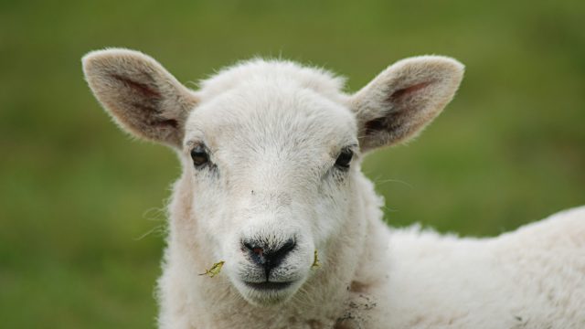 white sheep on green grass during daytime